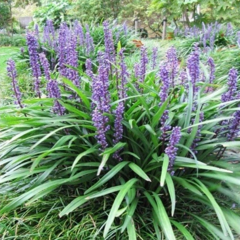 Big Blue Lily Turf  20 plants $25 🌿